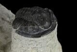 Three Detailed Gerastos Trilobite Fossils - Morocco #119021-4